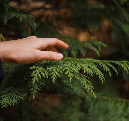 Alternatywa dla tui do ogrodu