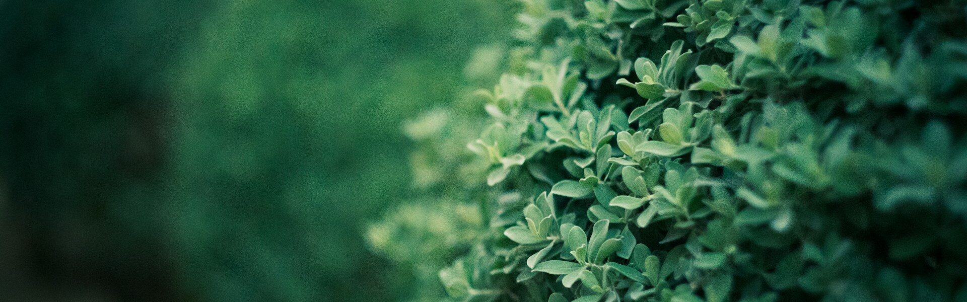 Najlepsze rośliny na żywopłot - lista