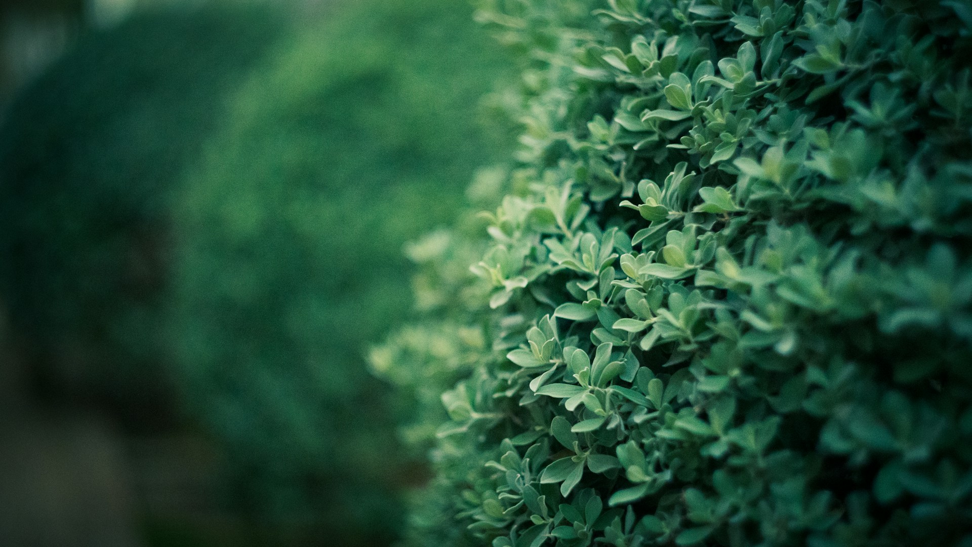 Najlepsze rośliny na żywopłot - lista