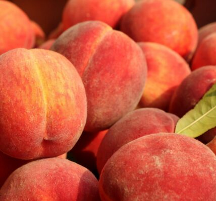 Sezon na brzowskwinie