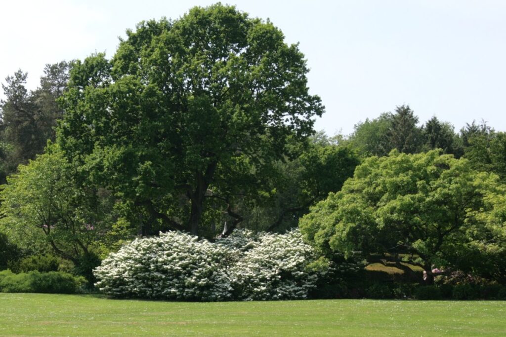 Japońska część ogrodu botanicznego Geografisk Have w Kolding